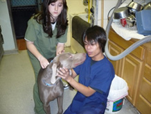 Animal House Veterinary Hospital